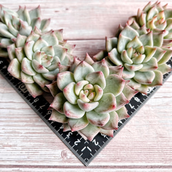 多肉植物 ゴールドローザ 韓国苗 多肉植物 pariʚ❤︎ɞtaniku