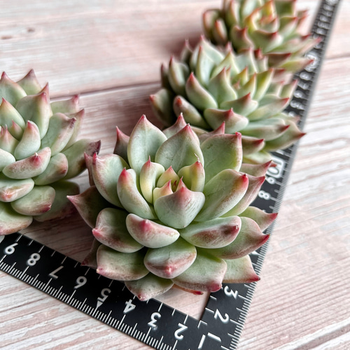 多肉植物 ゴールドローザ 韓国苗 多肉植物 pariʚ❤︎ɞtaniku