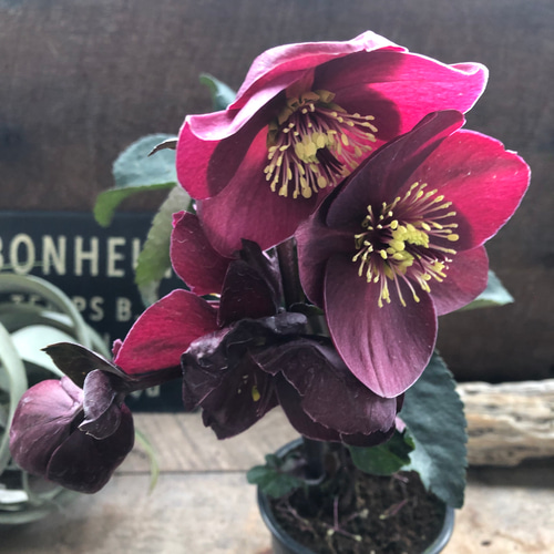 氷の薔薇 ブルネロ♡3.5号♡クリスマスローズ♡大苗♡希少 アート