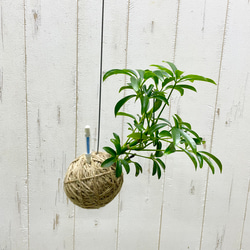 光触媒　お供え花　人工観葉植物　フェイクグリーン　リアル胡蝶蘭１０本 光触媒 お供え花 人工観葉植物 フェイクグリーン リアル胡蝶蘭10本