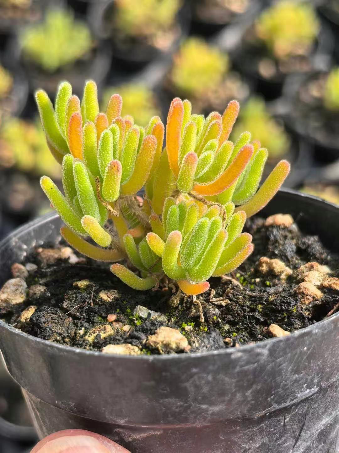 速達便付き　ドロサンテマム　キラキラIce crystal 特大株　抜き苗　1株 速達便付き ドロサンテマム キラキラIce crystal 特大株 抜き苗 1株