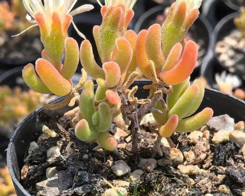 特価❣️多肉植物　ドロサンテマム　キラキラ　ルビー　抜き苗　1株 多肉植物 ドロサンテマム キラキラ Orange leaf 抜き苗 1株 多肉