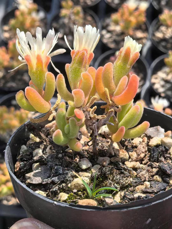 多肉植物 ドロサンテマム キラキラ Orange leaf 抜き苗 1株 多肉