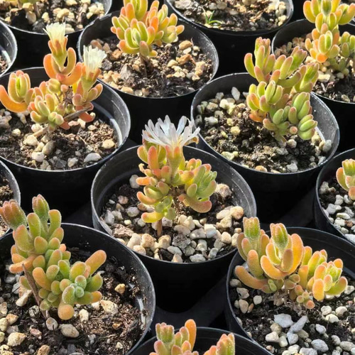 多肉植物 ドロサンテマム キラキラ Orange leaf 抜き苗 1株 多肉