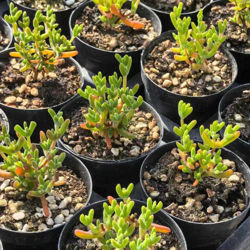 新入荷　多肉植物　ドロサンテマム　小小米　抜き苗　1株　7cm鉢 新入荷 多肉植物 ドロサンテマム 小小米 抜き苗 1株 7cm鉢 多肉