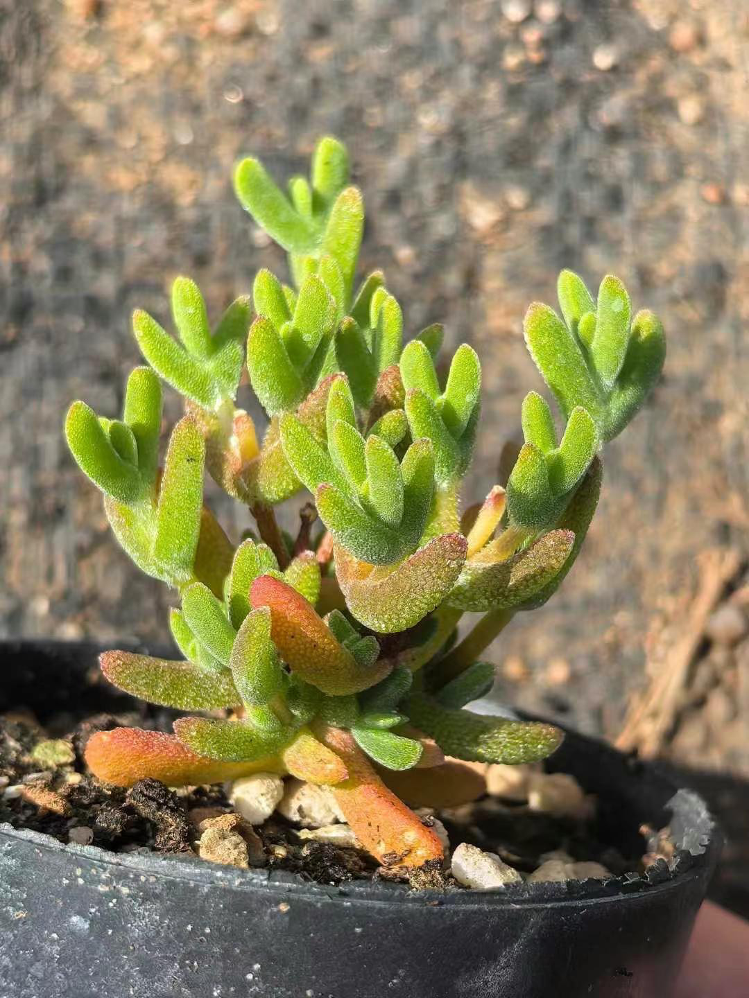 新入荷 多肉植物 ドロサンテマム 猫ミミ 小苗 抜き苗 1株 多肉