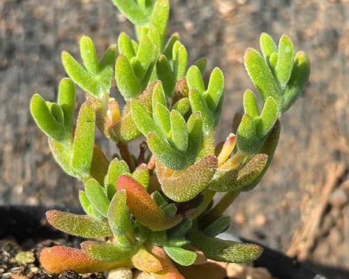 多肉植物　ドロサンテマム　丸くてコロコロ　米粒　小苗　抜き苗　１株 新入荷 多肉植物 ドロサンテマム 丸くてコロコロ 米粒 抜き苗 1