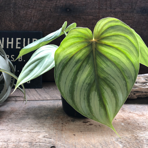 希少♡プロウマニー♡フィロデンドロン♡観葉植物♡インテリア アート