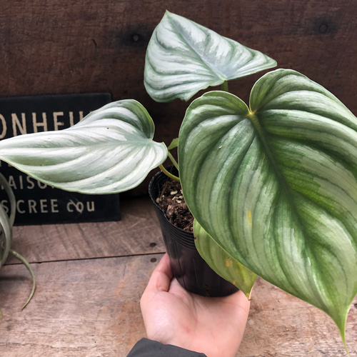 希少♡プロウマニー♡フィロデンドロン♡観葉植物♡インテリア アート