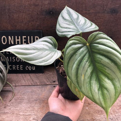 希少♡プロウマニー♡フィロデンドロン♡観葉植物♡インテリア