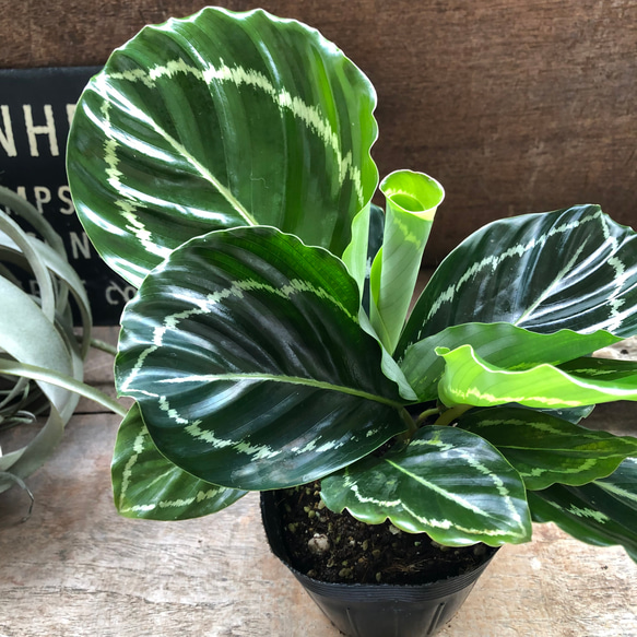 グリーンローズ♡希少♡カラテア♡観葉植物♡ アートフラワー パリ