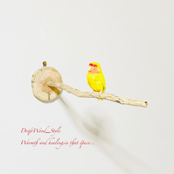 流木インテリア 流木枝を使った小鳥の止まり木 インコの壁掛けパーチ ピン止めタイプ ビス止め変更可 N110 1枚目の画像