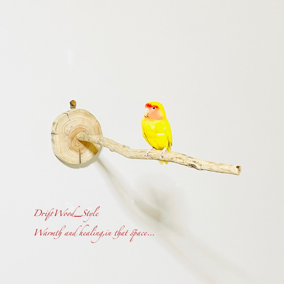 流木インテリア 流木枝を使った小鳥の止まり木 インコの壁掛けパーチ ピン止めタイプ ビス止め変更可 N110 1枚目の画像