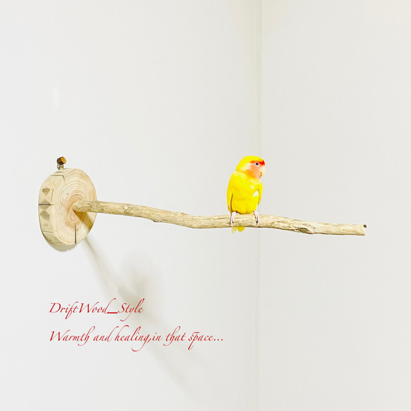 流木インテリア 流木枝を使った小鳥の止まり木 インコの壁掛けパーチ ピン止めタイプ ビス止め変更可 N110 2枚目の画像