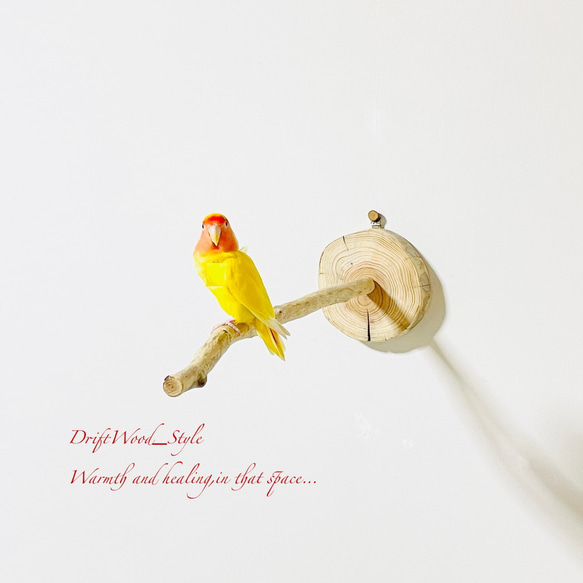 流木インテリア 流木枝を使った小鳥の止まり木 インコの壁掛けパーチ ピン止めタイプ ビス止め変更可 N110 4枚目の画像