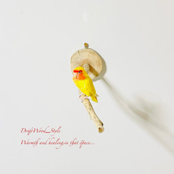 流木インテリア 流木枝を使った小鳥の止まり木 インコの壁掛けパーチ ピン止めタイプ ビス止め変更可 N110 3枚目の画像