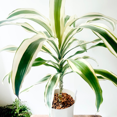【一点限定】ドラセナ ヴィクトリア Lサイズ 透き通るような美しさ 観葉植物 一点限定】ドラセナ ヴィクトリア Lサイズ 透き通るような美しさ 観葉植物