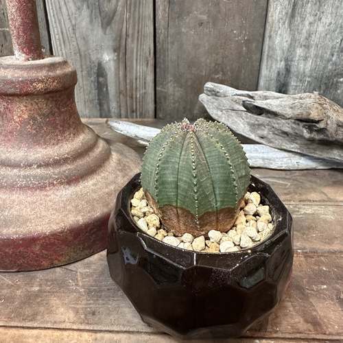 観葉植物 多肉植物 ユーフォルビア オベサ梵天 ピッコロ