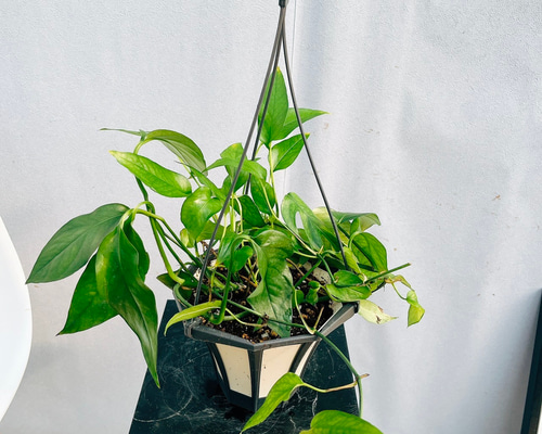 現品］【珍しい】8番 エピプレムヌム ピナツム スケルトンキー 5号