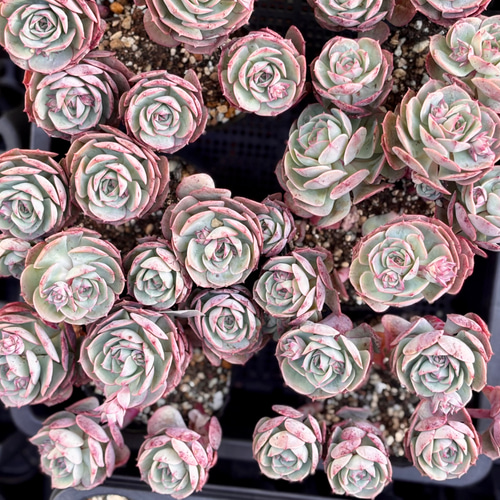 クラウディアローズ 大株群生 エケベリア 韓国苗 多肉植物 多肉植物