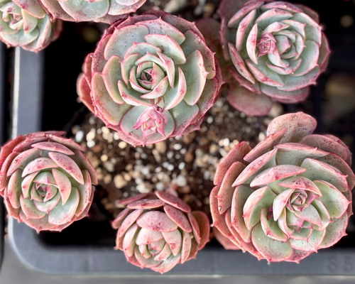 48 韓国苗 多肉植物 超美苗 サボテン 交配種 200苗セット 【公式通販】