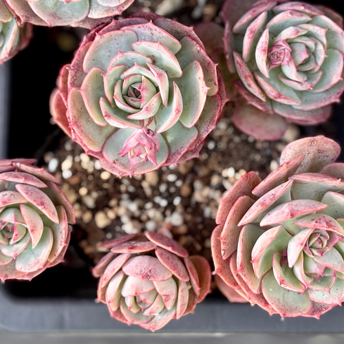 多肉植物　Echeveria 'Claudia' Rose錦 Echeveria ´Claudia´ Rose錦 多肉植物 【公式通販】 その他多肉植物