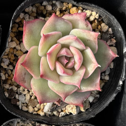 多肉植物　寄せ植え　韓国苗　特大 寄せ植えお買い得10種セット 韓国苗 多肉植物 その他素材