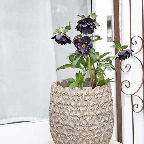 現品販売 鉢花 八重咲き クリスマスローズ 黒系 開花株 5号 現品販売 鉢花 八重咲き クリスマスローズ 黒系 開花株 5号