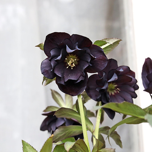 【当店限定販売】 鉢花 現品販売 八重咲き 5号 開花株 黒系 クリスマスローズ 鉢花