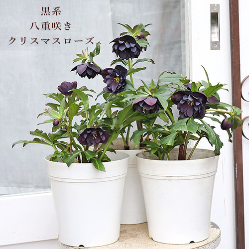 現品販売 鉢花 八重咲き クリスマスローズ 黒系 開花株 5号 現品販売 鉢花 八重咲き クリスマスローズ 黒系 開花株 5号