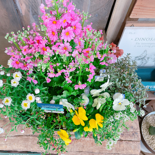 多肉植物 寄せ植え そのまま飾れる‪ ꪔ̤̮