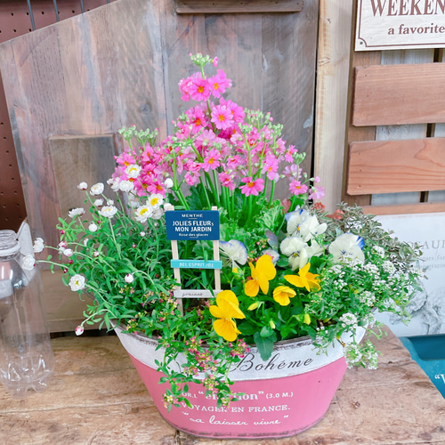【春の寄せ植え】 春先取り暖かな春色カラーの寄せ植え 花苗セット】 | 寄せ植え