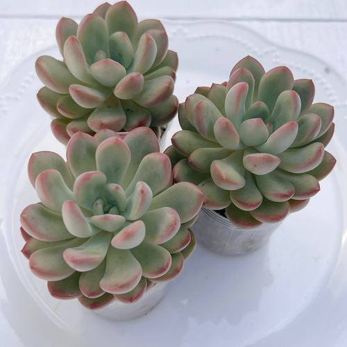 多肉植物 トーレス 韓国苗 多肉植物 pariʚ❤︎ɞtaniku