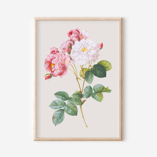絵画　薔薇　インテリア　イラスト 薔薇 ボタニカルアート アンティーク アートポスター ピンク 花