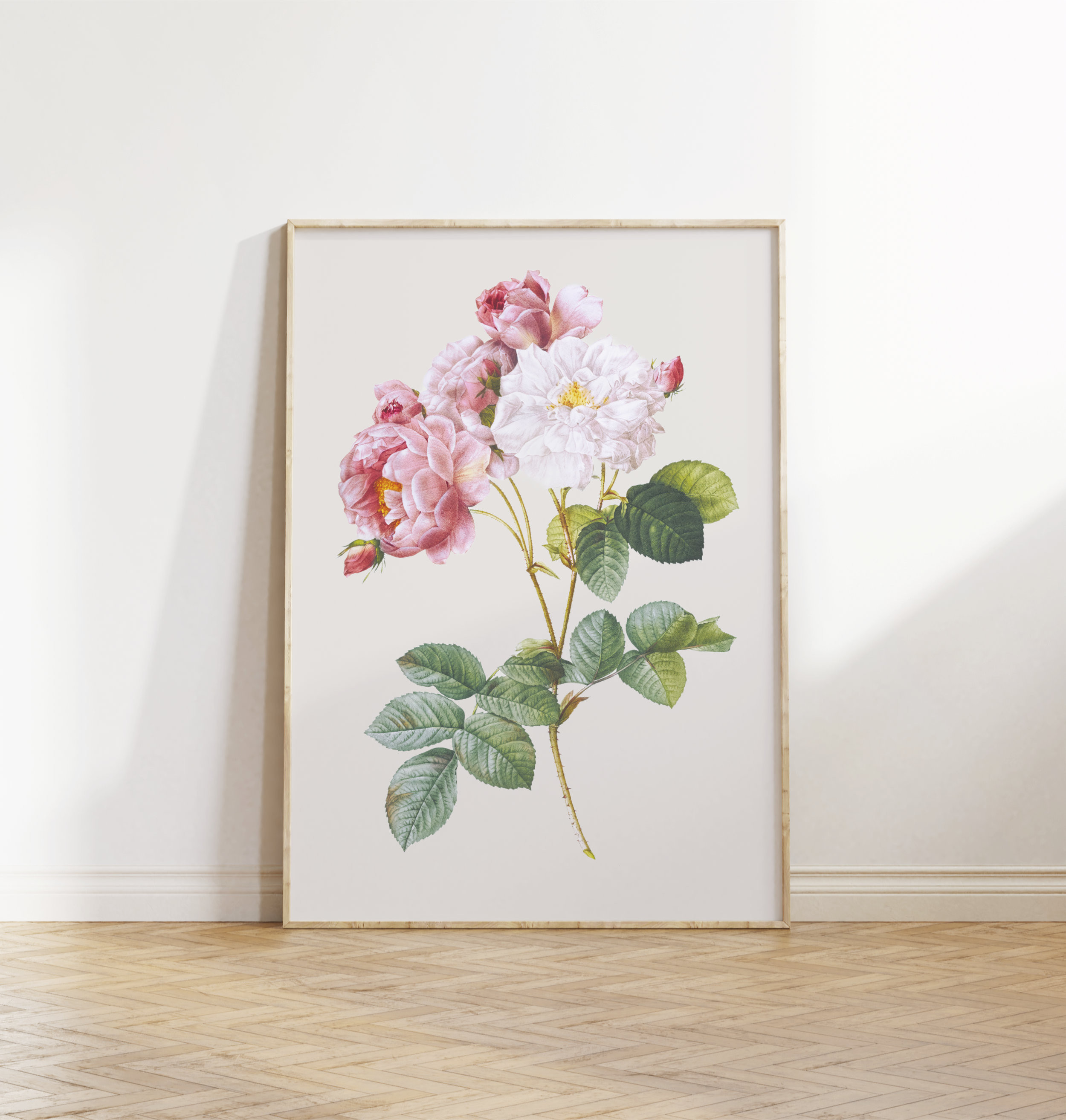 薔薇 ボタニカルアート アンティーク アートポスター ピンク 花