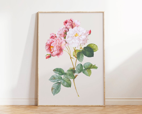 絵画 花の絵 ボタニカル アート フラワー 薔薇 バラ ガーデニング rose ばらの絵画展 | ばらの展示 | Rose Expo FUKUYAMA 2025 | 第20回