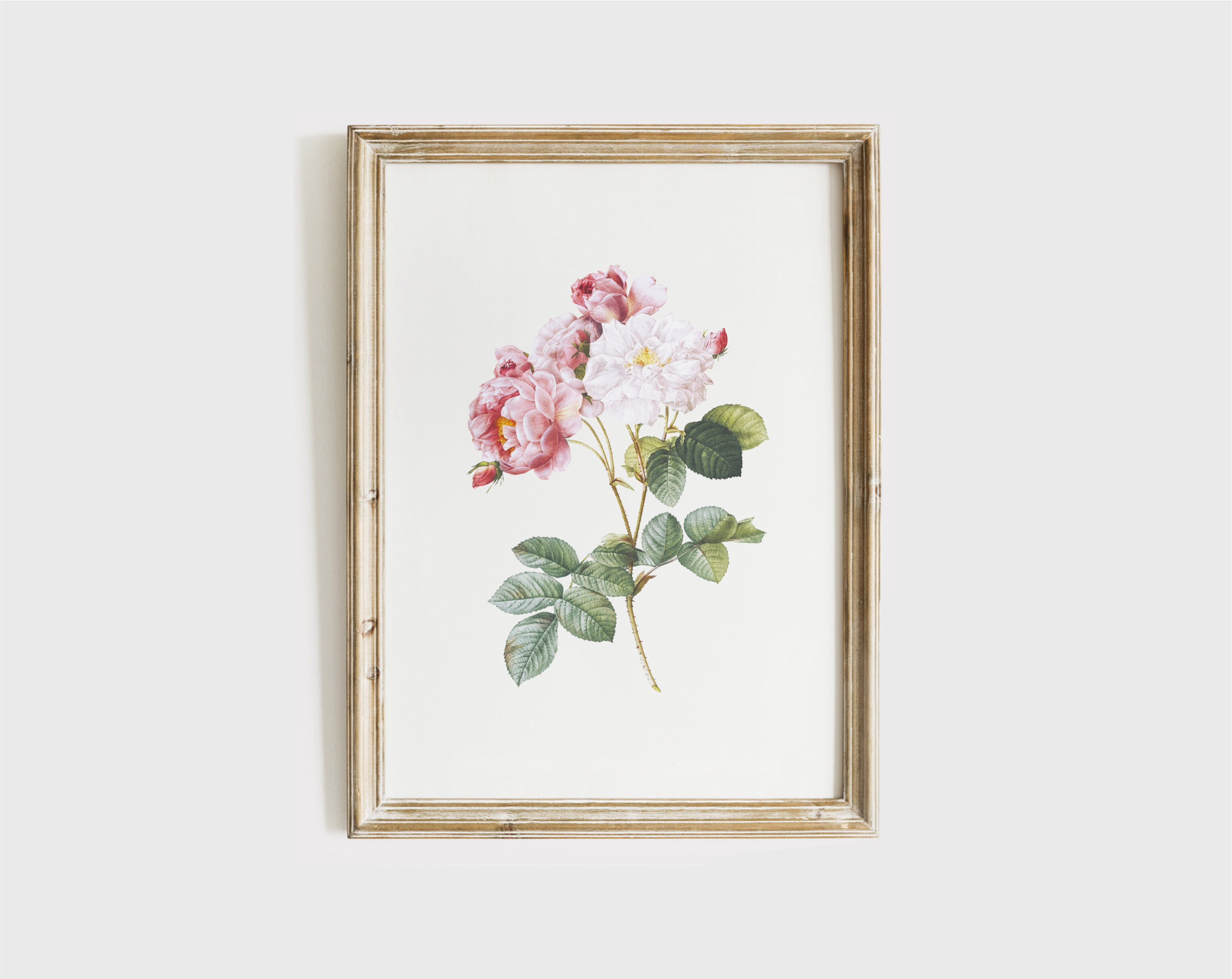 薔薇 ボタニカルアート アンティーク アートポスター ピンク 花