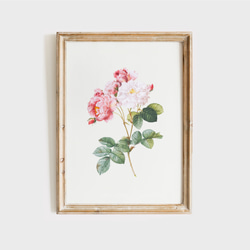 薔薇 ボタニカルアート アンティーク アートポスター ピンク 花