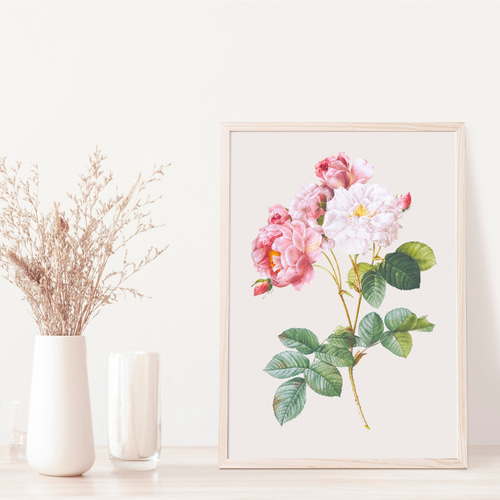薔薇 ボタニカルアート アンティーク アートポスター ピンク 花