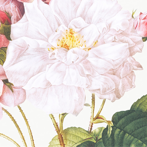 薔薇 ボタニカルアート アンティーク アートポスター ピンク 花