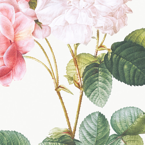 薔薇 ボタニカルアート アンティーク アートポスター ピンク 花