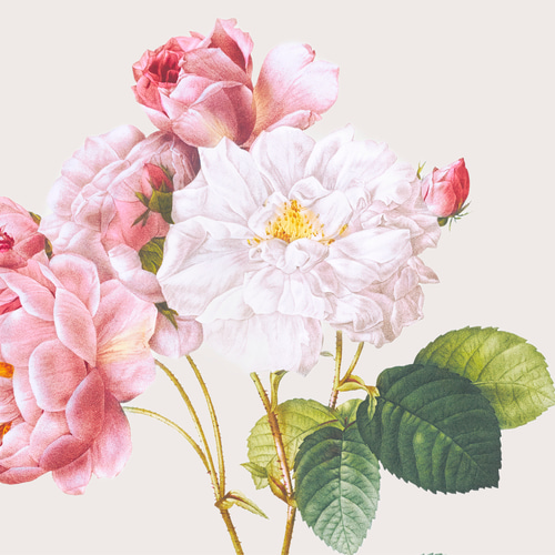 薔薇 ボタニカルアート アンティーク アートポスター ピンク 花