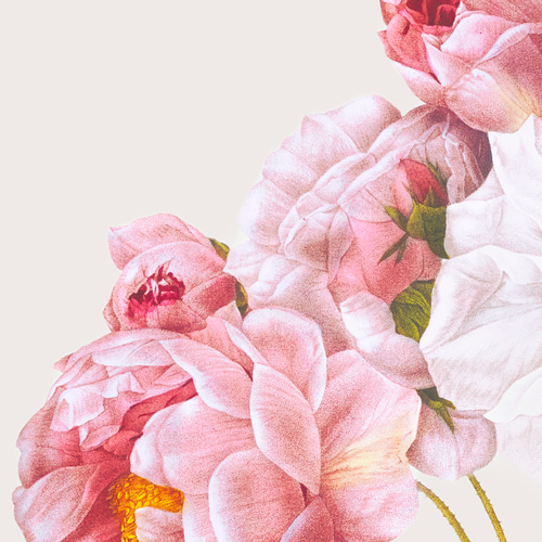 薔薇 ボタニカルアート アンティーク アートポスター ピンク 花