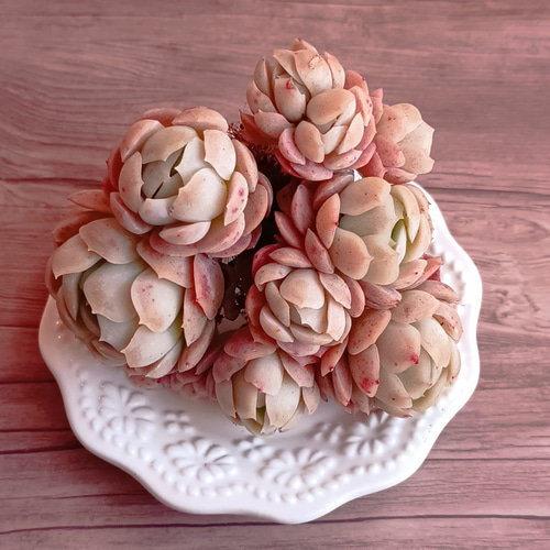 ローズアイスプラム 多肉植物 群生 多肉植物 多肉✩モンスター 通販