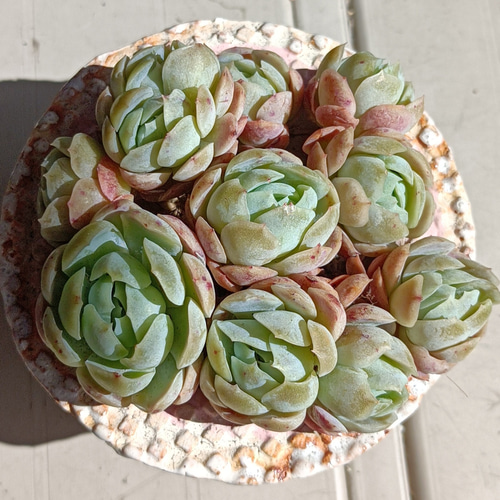 ローズアイスプラム 多肉植物 群生 多肉植物 多肉✩モンスター 通販