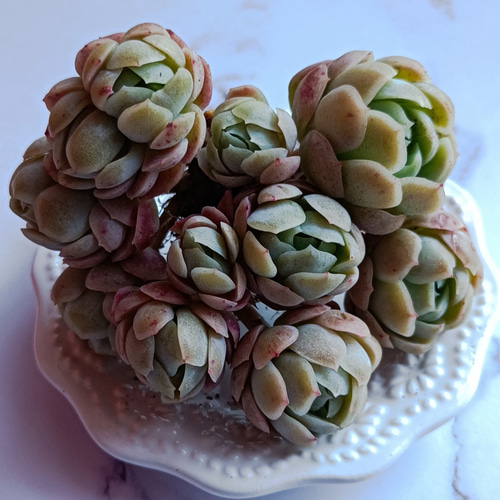 ✨ローズアイスプラム✨ ランダム配送 カット苗 寄せ植え 多肉植物