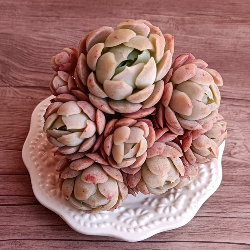 ✨ローズアイスプラム✨ ランダム配送 カット苗 寄せ植え 多肉植物 ✨ローズアイスプラム✨ ランダム配送 カット苗 寄せ植え 多肉植物