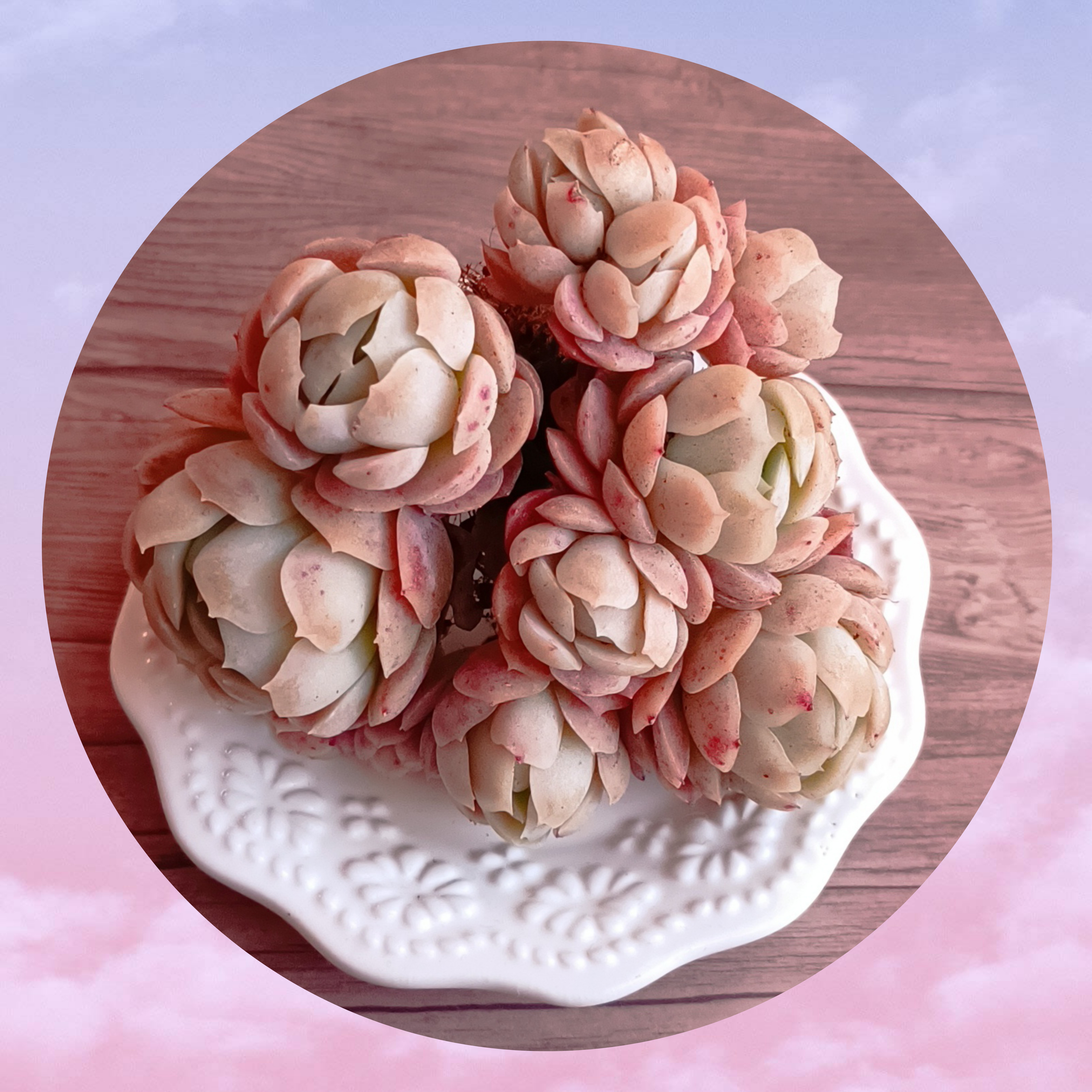 多肉植物　アイスグリーン1️⃣　群生　可愛い　そのまま発送 アイスグリーン – 多肉植物の通販・販売サイト tawawa