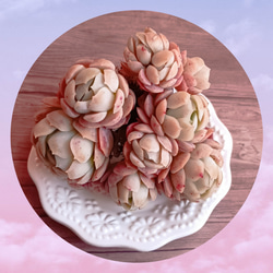 ローズアイスプラム 多肉植物 群生 多肉植物 多肉✩モンスター 通販