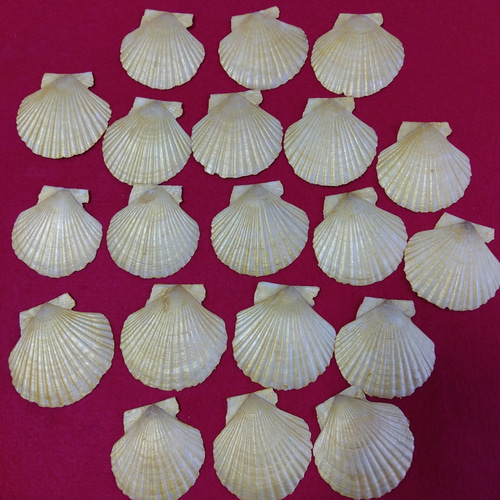 希少 姫ホタテ貝 貝合わせ（15組30枚) 、 貝桶セット 源氏物語絵巻